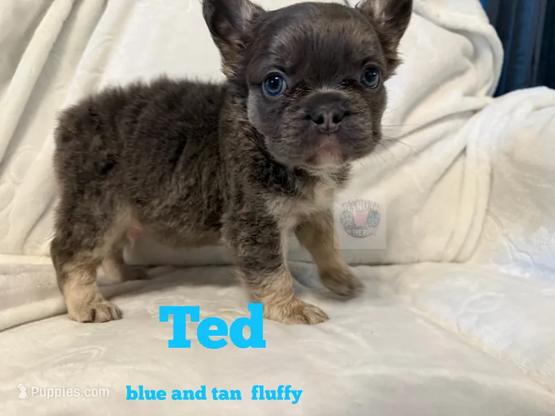 Ted – French Bulldog puppy for sale in Frankfort, KS