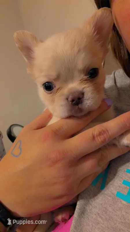 Jamie – French Bulldog puppy for sale in Frankfort, KS