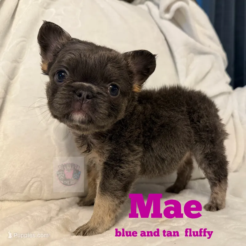 Mae – French Bulldog puppy for sale in Frankfort, KS