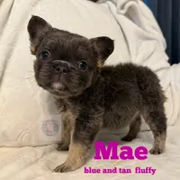 Mae, a female French Bulldog for sale in Frankfort, KS – 1 of 4