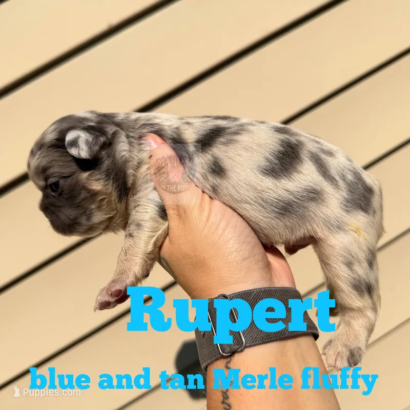 Rupert – French Bulldog puppy for sale in Loganville, GA