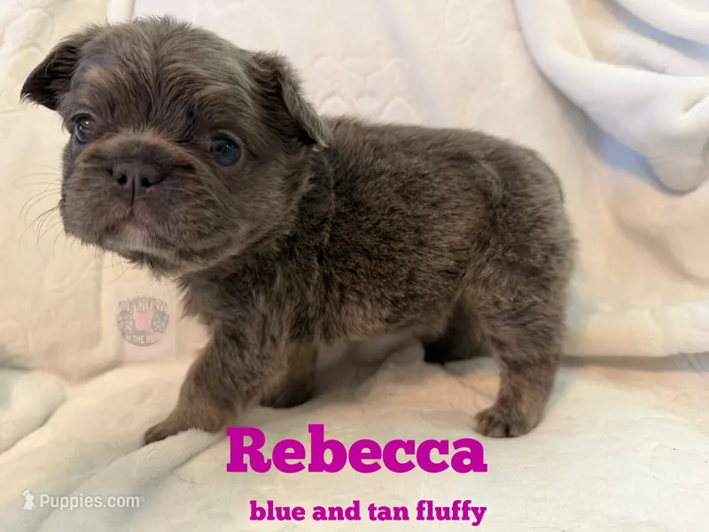 Rebecca  – French Bulldog puppy for sale in Frankfort, KS