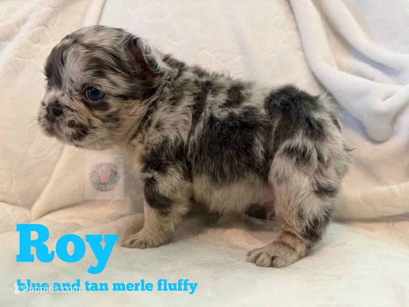 Roy – French Bulldog puppy for sale in Frankfort, KS