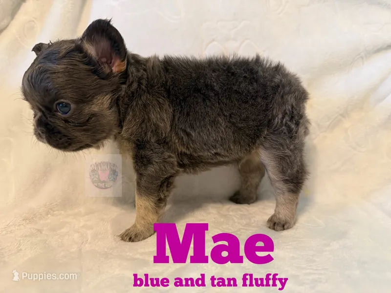 Mae – French Bulldog puppy for sale in Frankfort, KS