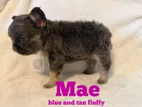 Mae, a female French Bulldog for sale in Frankfort, KS – 2 of 4