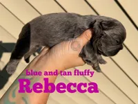 Rebecca , a female French Bulldog for sale in Loganville, GA – 1 of 1