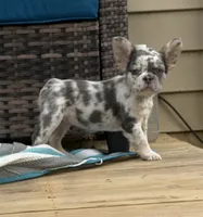 Rupert, a male French Bulldog for sale in Frankfort, KS – 5 of 5
