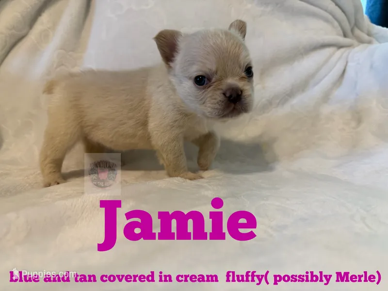 Jamie – French Bulldog puppy for sale in Frankfort, KS