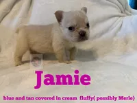 Jamie, a female French Bulldog for sale in Frankfort, KS – 3 of 6