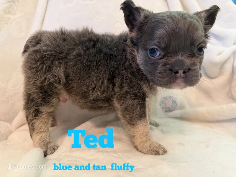 Ted – French Bulldog puppy for sale in Frankfort, KS