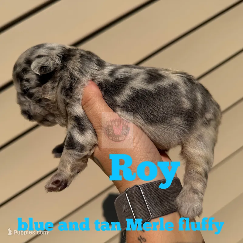 Roy – French Bulldog puppy for sale in Loganville, GA