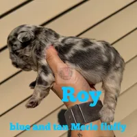 Roy, a female French Bulldog for sale in Loganville, GA – 1 of 1