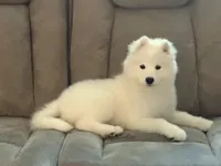 Female 1, a female Samoyed for sale in Frankfort, KS – 4 of 4