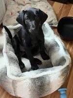 Divot, a female Labrador Retriever for sale in Loganville, GA – 3 of 3