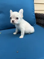 Jamie, a female French Bulldog for sale in Frankfort, KS – 1 of 6