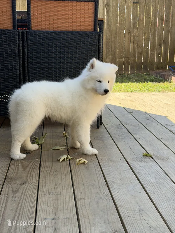Female 1 – Samoyed puppy for sale in Frankfort, KS