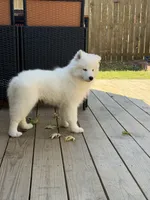Female 1, a female Samoyed for sale in Frankfort, KS – 1 of 4