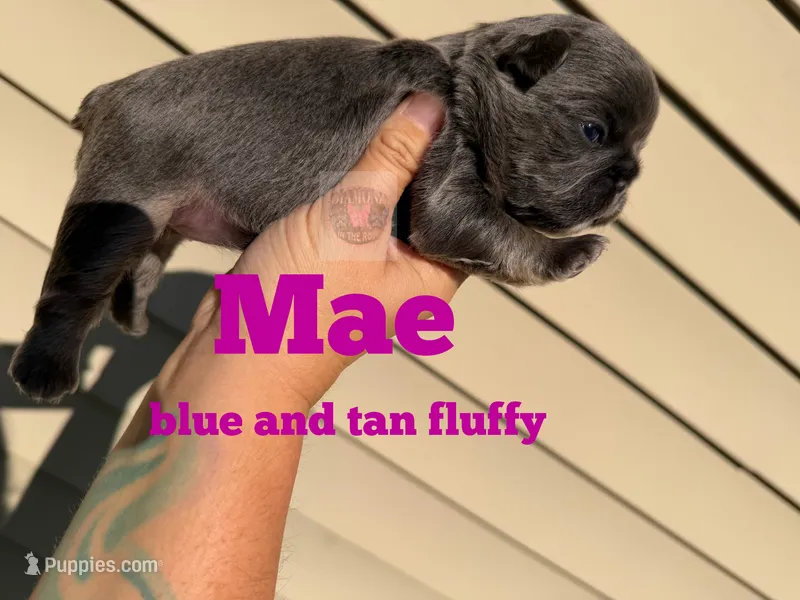 Mae – French Bulldog puppy for sale in Loganville, GA