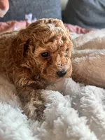 Ella , a female Poodle - Miniature  for sale in Hackensack, NJ – 5 of 5