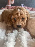 Ella , a female Poodle - Miniature  for sale in Hackensack, NJ – 3 of 5