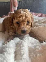 Ella , a female Poodle - Miniature  for sale in Hackensack, NJ – 2 of 5