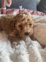 Ella , a female Poodle - Miniature  for sale in Hackensack, NJ – 1 of 5