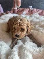 Ella , a female Poodle - Miniature  for sale in Hackensack, NJ – 4 of 5
