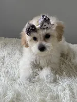 Snow, a female Shihpoo for sale in Hackensack, NJ – 1 of 3