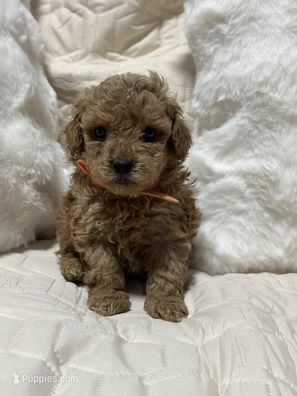 King – Poodle - Toy  puppy for sale in Hackensack, NJ
