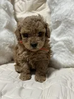 King, a male Poodle - Toy  for sale in Hackensack, NJ – Photo 2 of 2