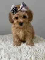 Aurora , a female Shihpoo for sale in Hackensack, NJ – 2 of 3