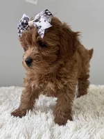 Lily, a female Shihpoo for sale in Hackensack, NJ – 2 of 3