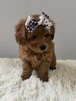 Lily, a female Shihpoo for sale in Hackensack, NJ – 3 of 3