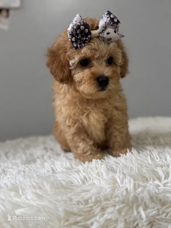 Aurora  – Shihpoo puppy for sale in Hackensack, NJ