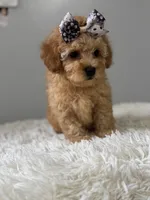 Aurora , a female Shihpoo for sale in Hackensack, NJ – 1 of 3