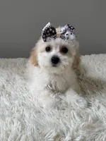 Snow, a female Shihpoo for sale in Hackensack, NJ – 2 of 3