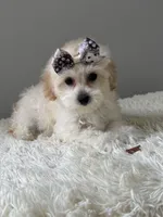Snow, a female Shihpoo for sale in Hackensack, NJ – 3 of 3