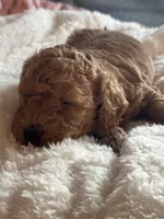 Star, a female Poodle - Miniature  for sale in Hackensack, NJ – 3 of 4