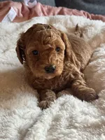 Star, a female Poodle - Miniature  for sale in Hackensack, NJ – 1 of 4