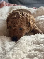 Star, a female Poodle - Miniature  for sale in Hackensack, NJ – 2 of 4