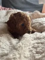 Star, a female Poodle - Miniature  for sale in Hackensack, NJ – 4 of 4