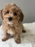 Babygirl , a female Maltipoo for sale in Hackensack, NJ – Photo 1 of 3