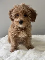 Babygirl , a female Maltipoo for sale in Hackensack, NJ – Photo 2 of 3