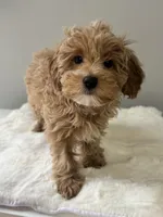 Babygirl , a female Maltipoo for sale in Hackensack, NJ – Photo 3 of 3