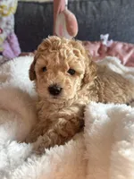 Eli, a male Poodle - Miniature  for sale in Hackensack, NJ – 4 of 4