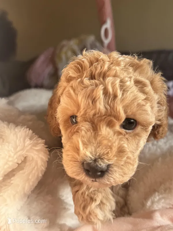 Eli – Poodle - Miniature  puppy for sale in Hackensack, NJ