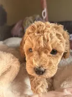Eli, a male Poodle - Miniature  for sale in Hackensack, NJ – 1 of 4