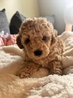 Eli, a male Poodle - Miniature  for sale in Hackensack, NJ – 3 of 4