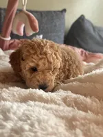 Eli, a male Poodle - Miniature  for sale in Hackensack, NJ – 2 of 4