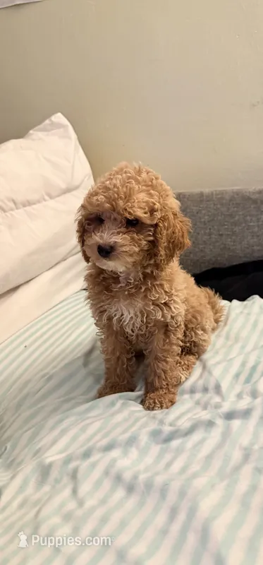 Ella  – Poodle - Miniature  puppy for sale in Hackensack, NJ